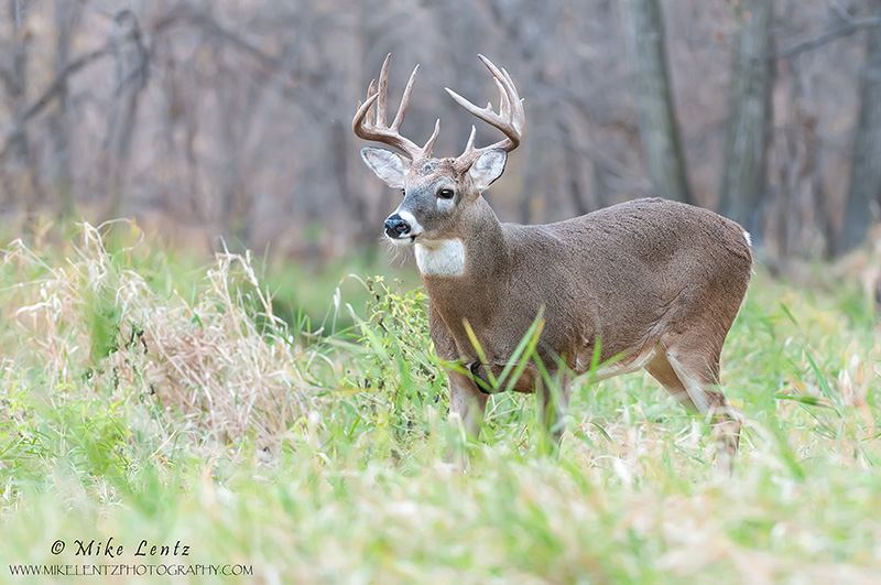 White-tailed bruiser