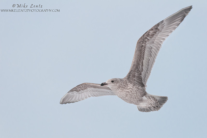 Herring Gull (first cycle)