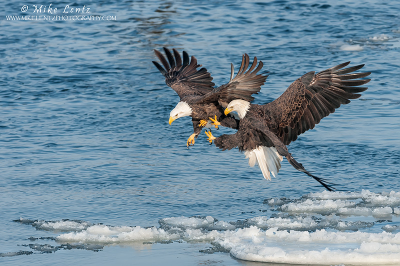 Bald eagles battling for a Gizzard Shad