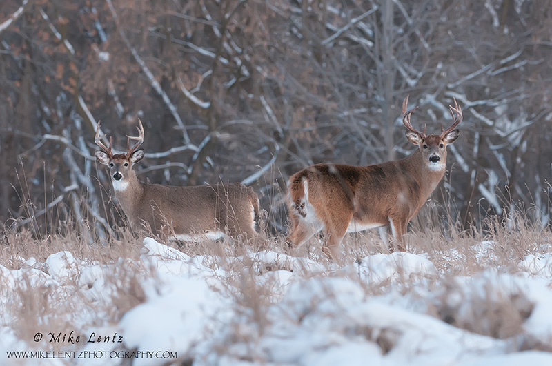 Double Buck 