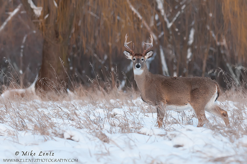 Buck against willow in the snow 
