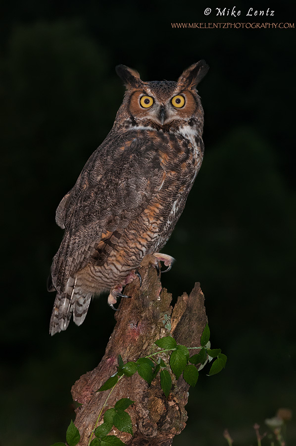 Great horned owl at night 