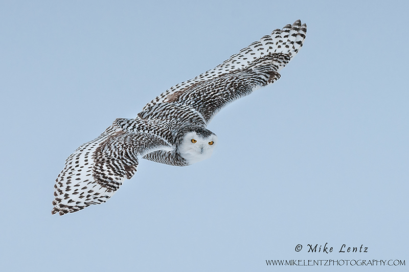 Snowy Owl incoming stare 