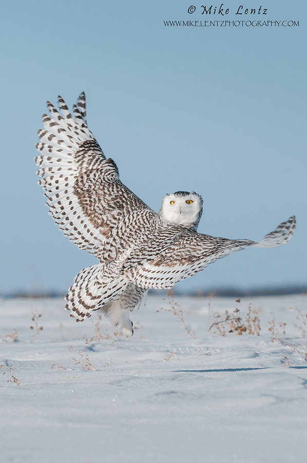 Snowy Owl verticle burst 