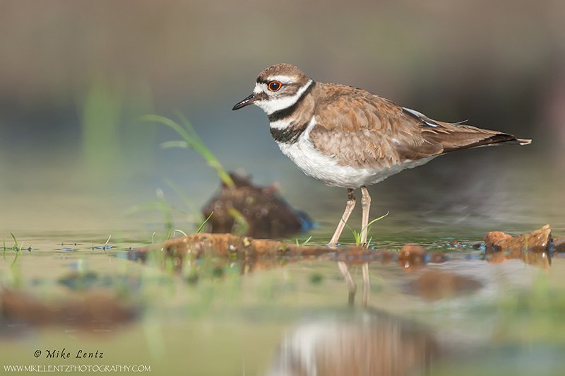 Killdeer in sweet light