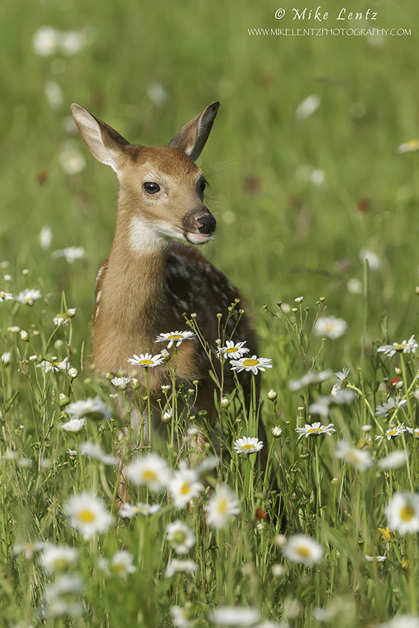 Fawn in field of wildflowers