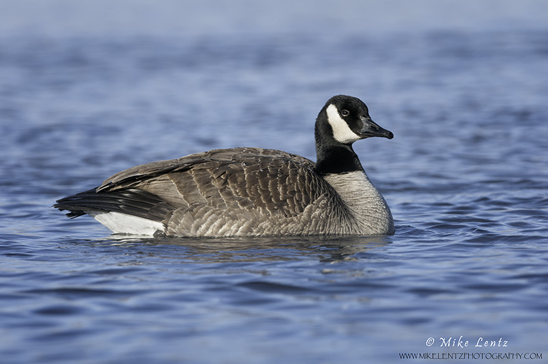 Lesser Canada Goose 