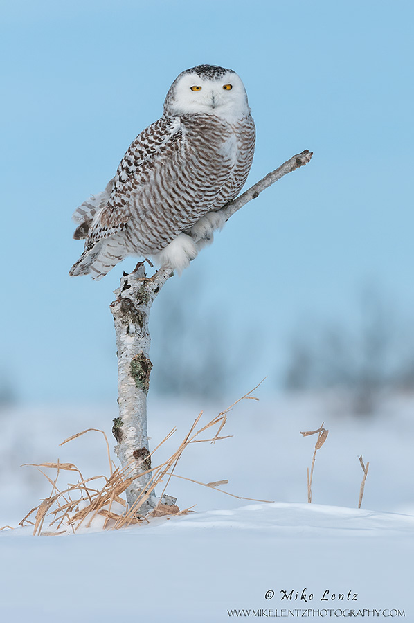 Snowy Owl verticle birch portrait  