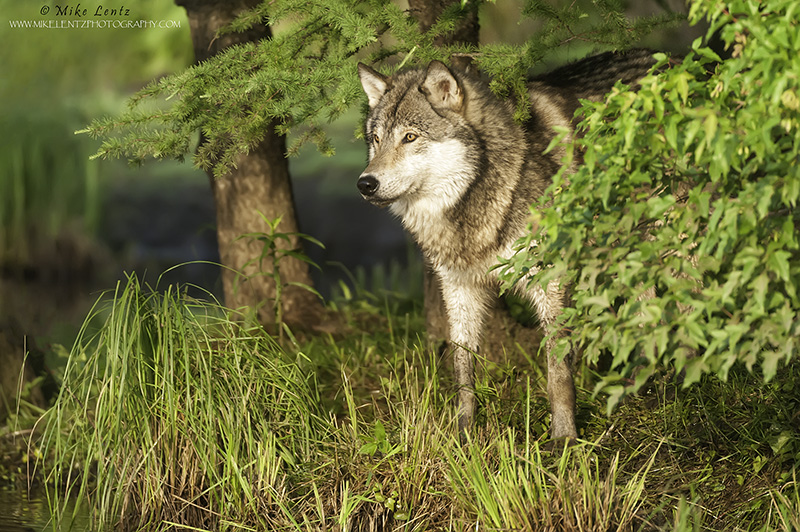 Wolf peeks through woods 