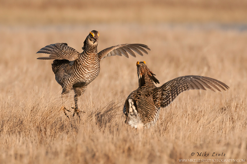 Prairie chicken battle