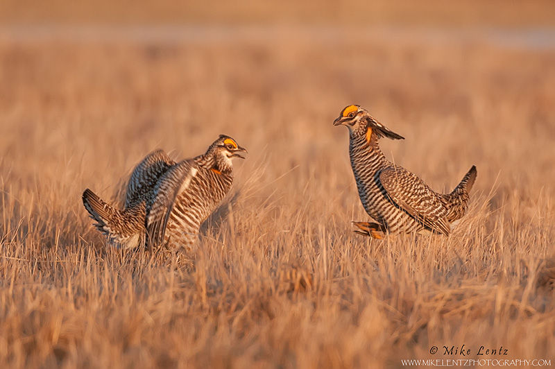 Greater Prairie chickens doing battle