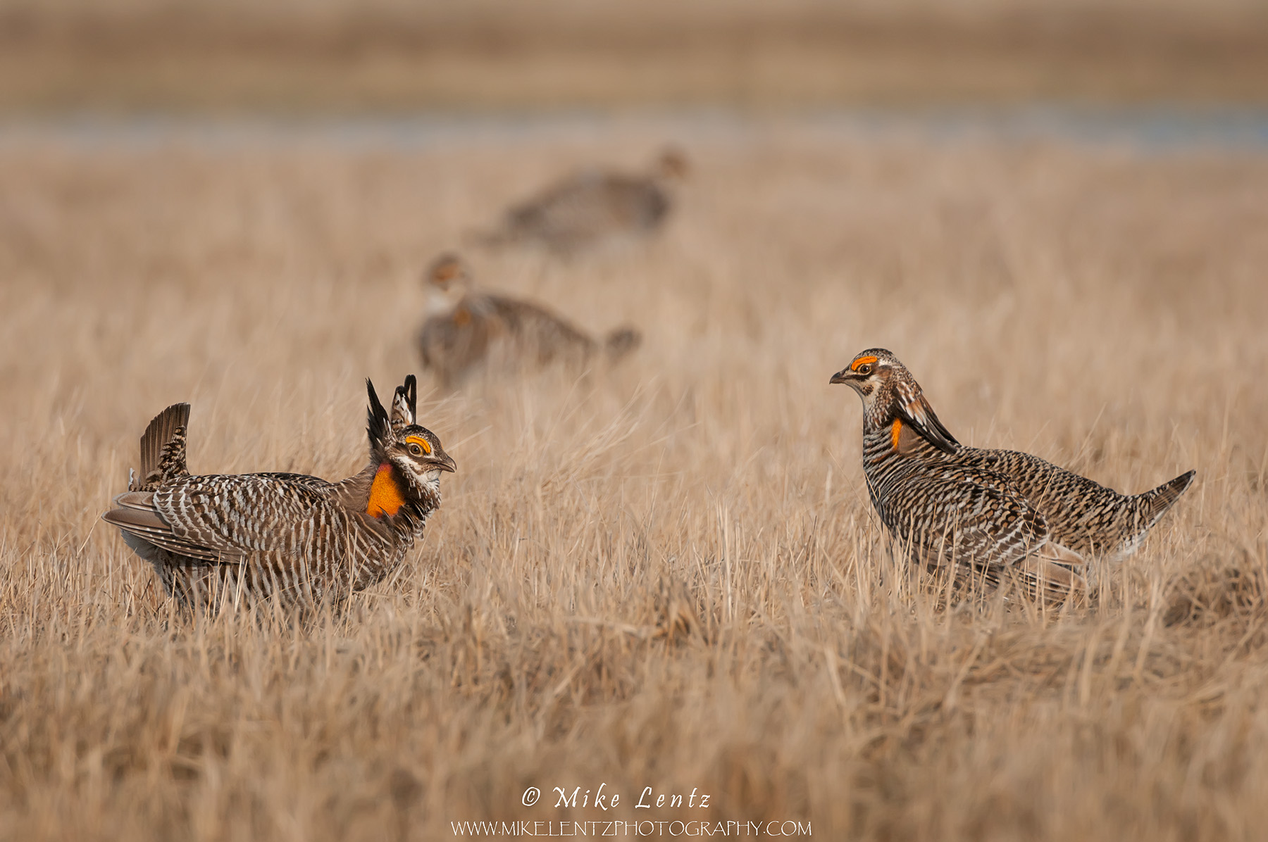 Greater Prairie chicken life on the lek