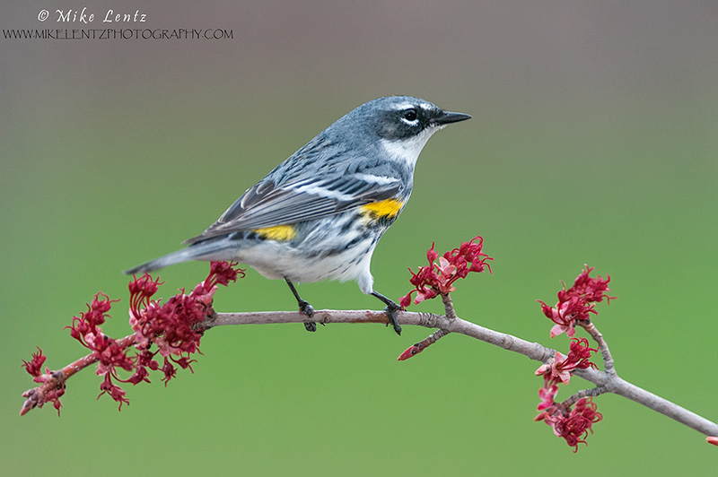 Yellow rumped warbler on red buds 