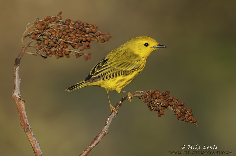 Yellow warbler on Sumac