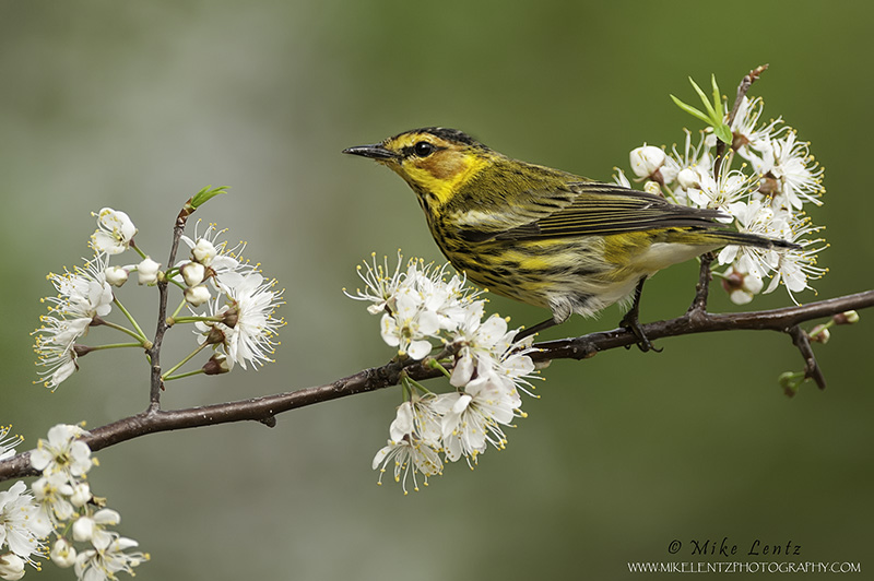 Cape May Warbler on Plum tree 