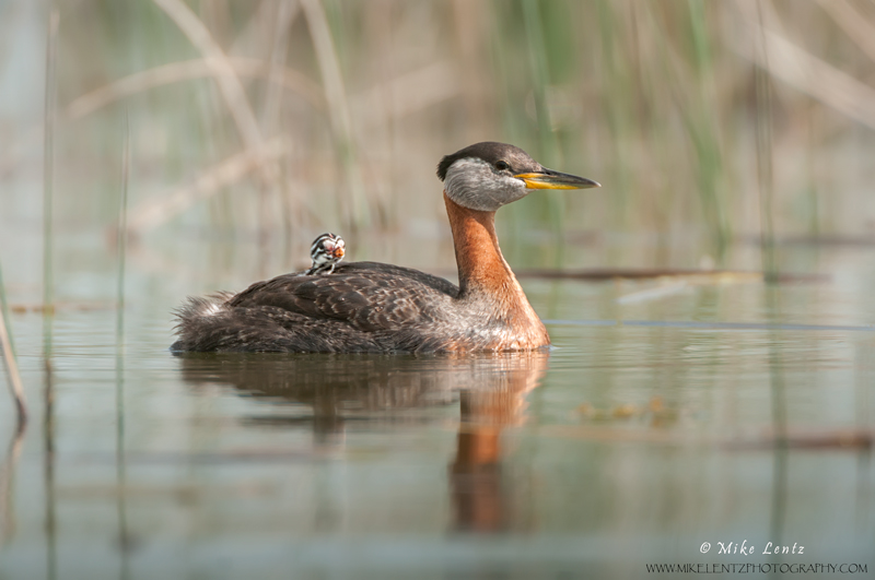 Red-necked grebe in reeds