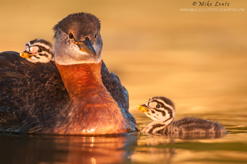 Red-necked Grebe being adored by babies