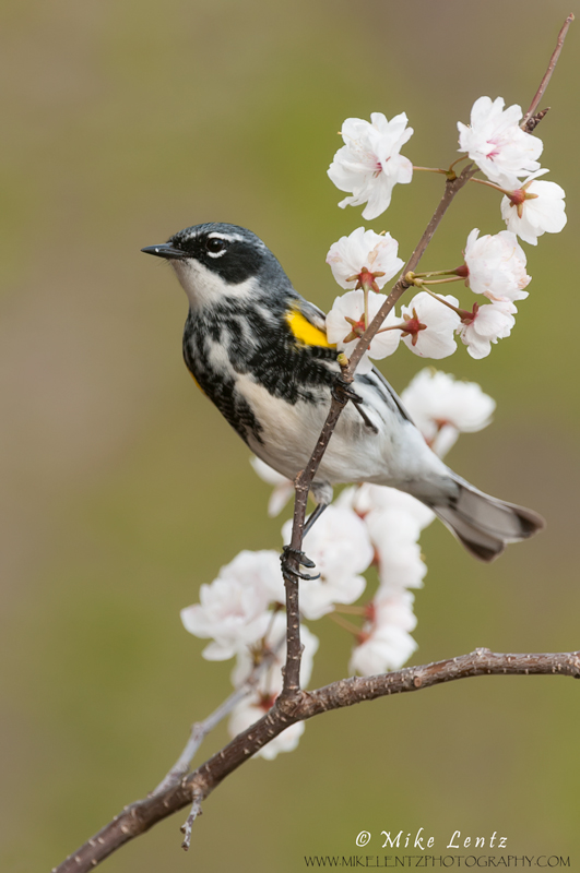 Yellow-Rumped-warbler