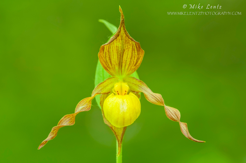 Yellow Ladyslipper