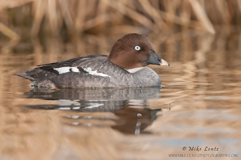 Common Goldeneye (female)