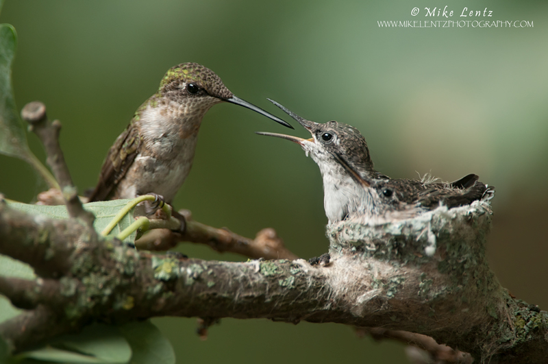 Ruby-throated Hummingbird family