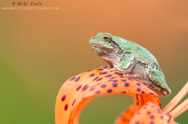 tree frog tight on asiatic lilly