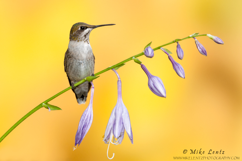 Ruby-throated Hummingbird on Hosta flowers