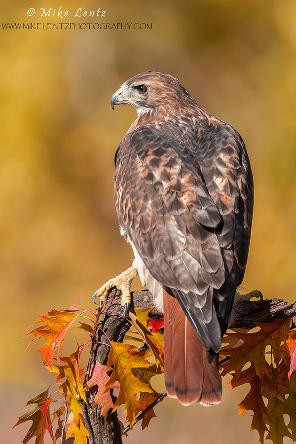 Red-tailed Hawk portrait near Oaks