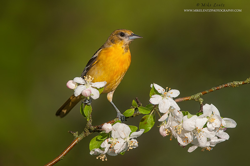 Baltimore Oriole on buds of tree 