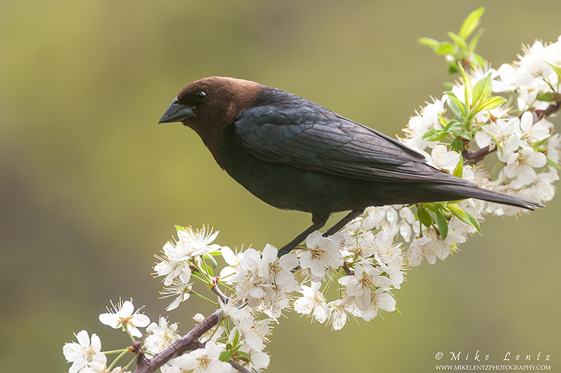 Cowbird 