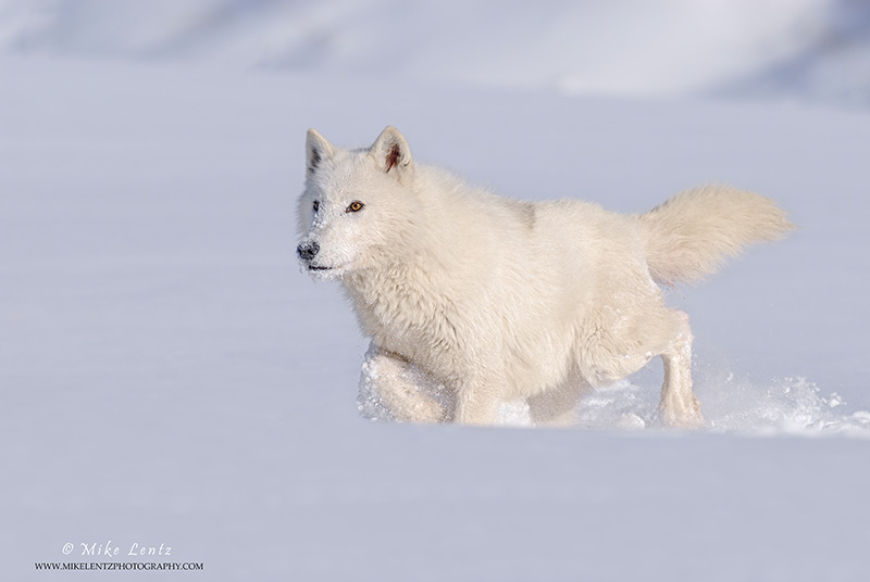 Arctic Wolves & Arctic Fox Photo Gallery by Mike Lentz Nature ...