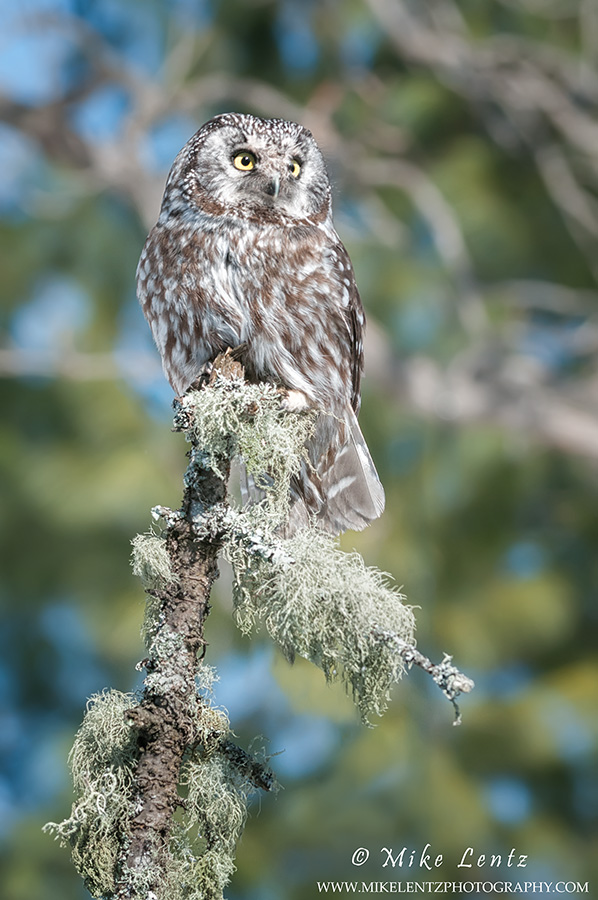 Boreal Owl high on perch