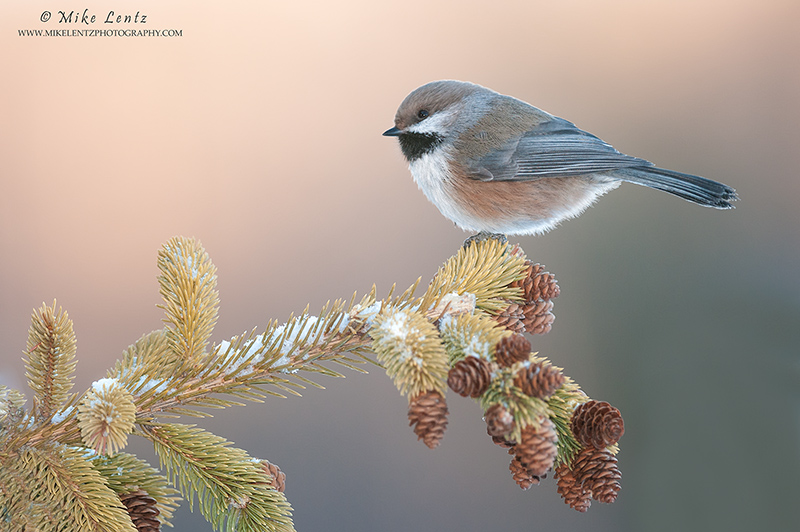 Boreal Chickadee up high on pine 