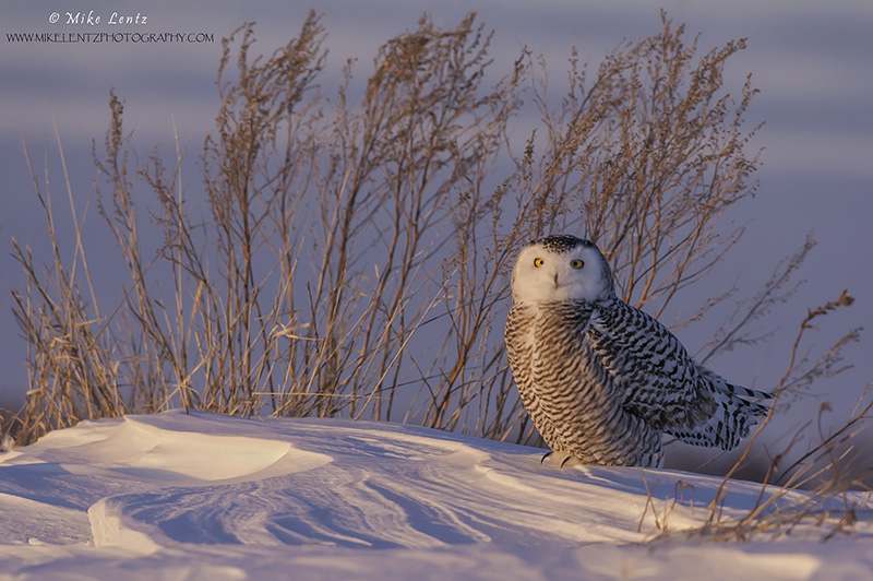 Bush roost