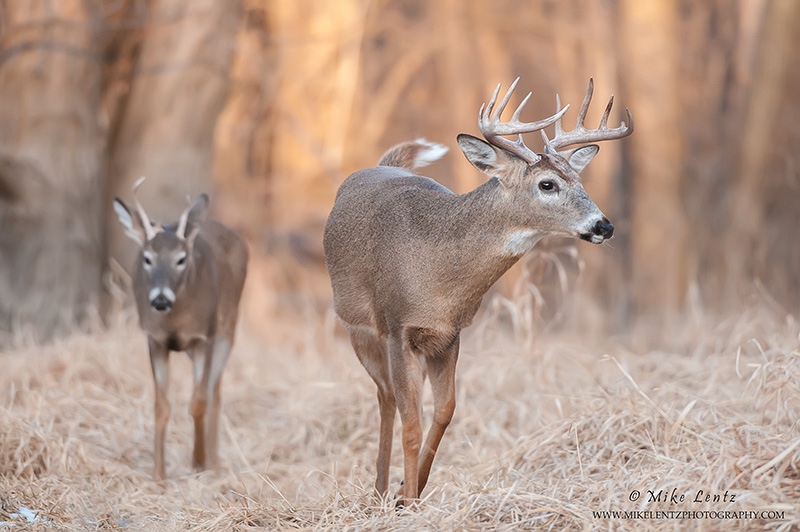 White-tailed deer combo