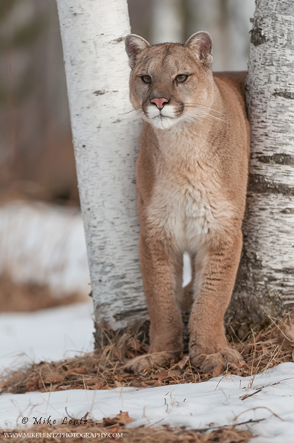 Cougar between birches