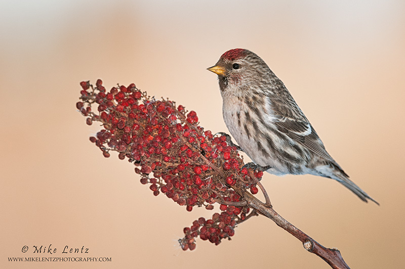 Common Redpoll on Sumac 