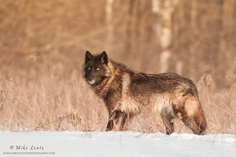 Gray Wolf in field