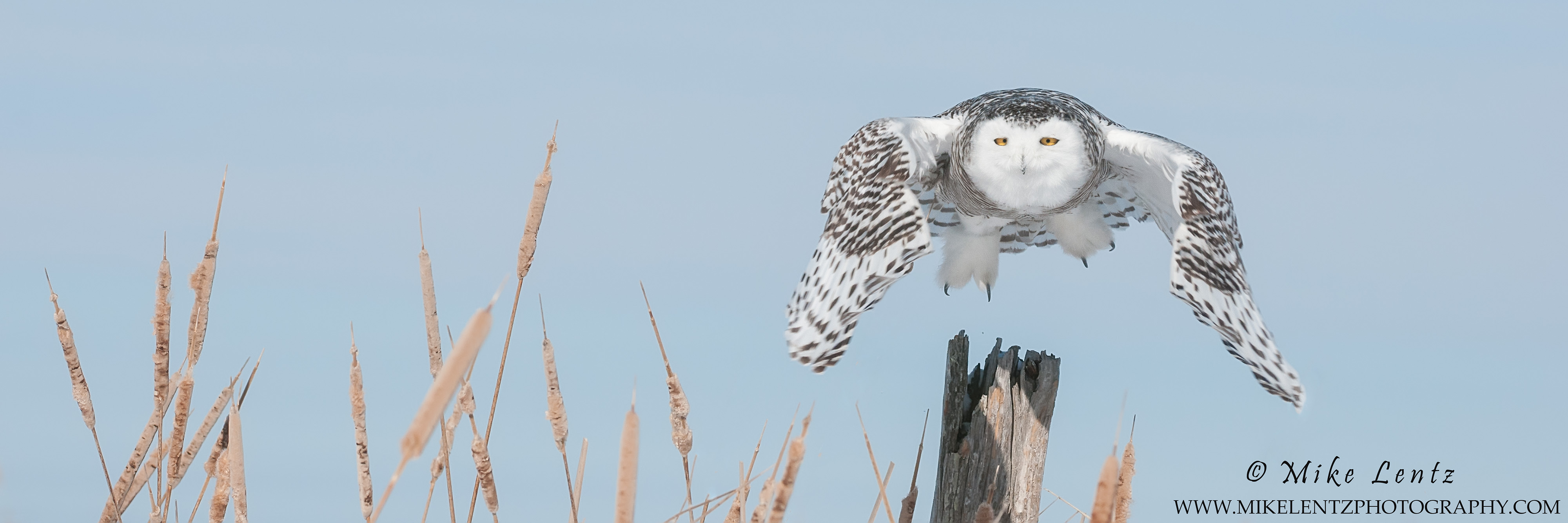 Snowy owl pano in cattails