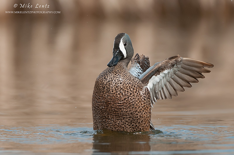 Blue winged teal wing flapping