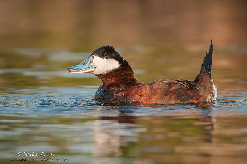 Ruddy Duck on point