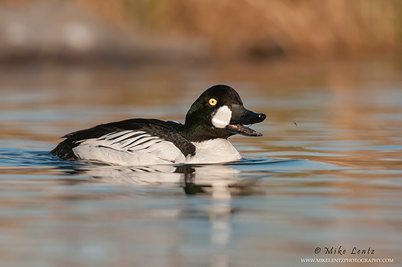 Common Goldeneye chases a bug
