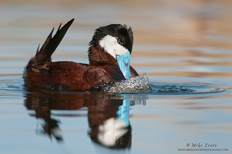 Ruddy Duck drake bubbling display