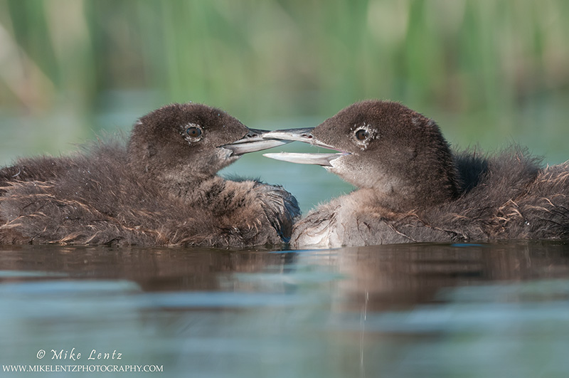 Loon babies beak to beak