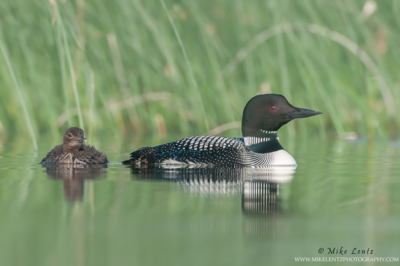 Loon with baby near reeds