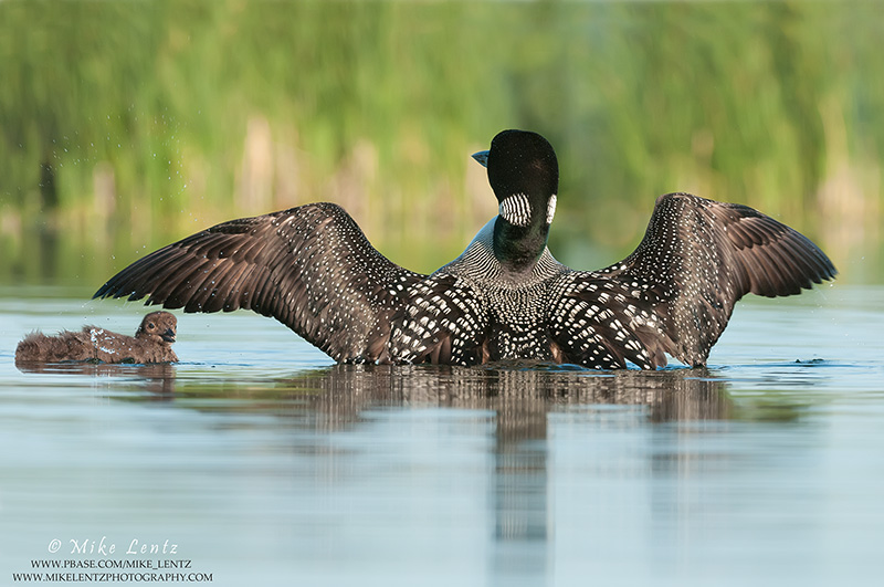 Loon wingflap above baby