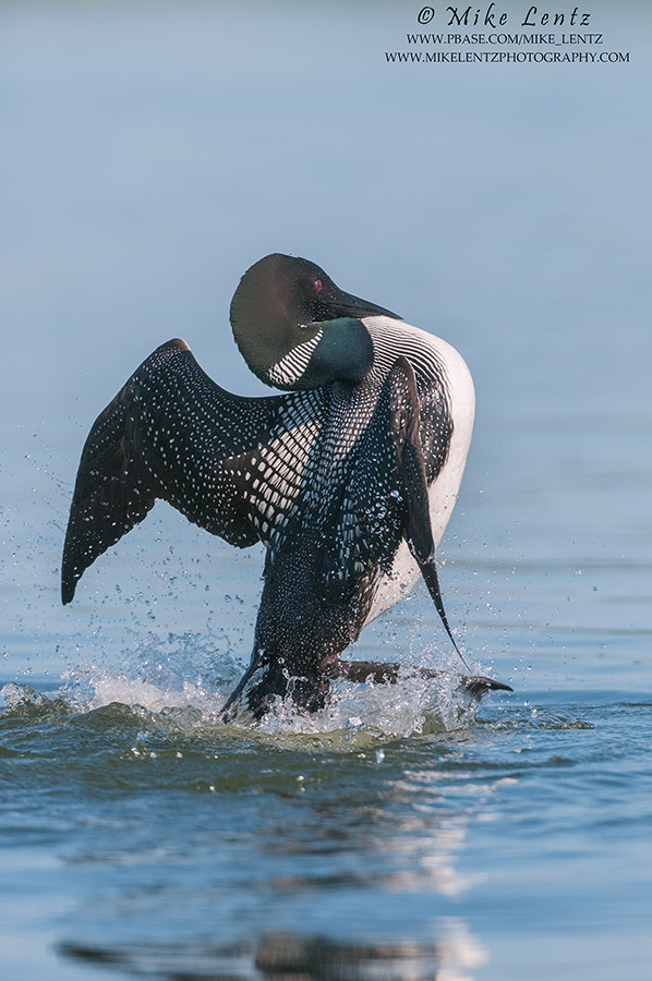 Common Loon wards off incoming Loon