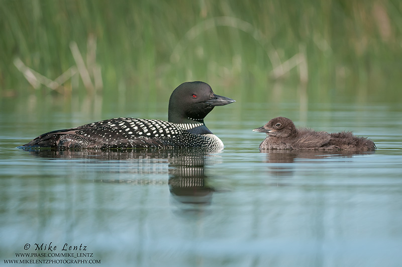 Loons face to face