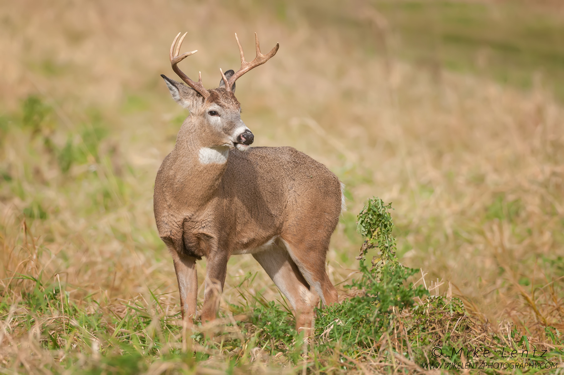 White-tailed deer out in the open