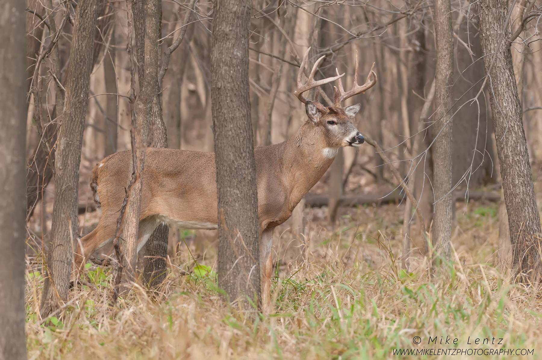 White-tailed deer leaves the forest